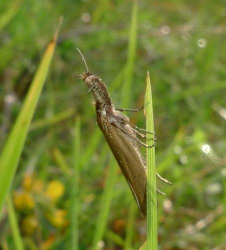 Pleurota sp.